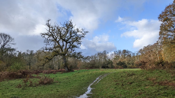 Veteran oak tree with winter tree line in background on the Parke estate, Devon